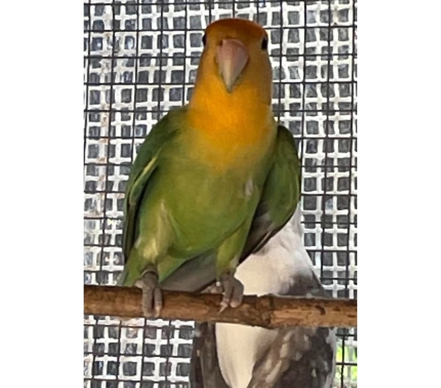 Vente Loire-Atlantique Corcoue sur Logne - 44650 - Photos Vivastreet Inséparables à adopter