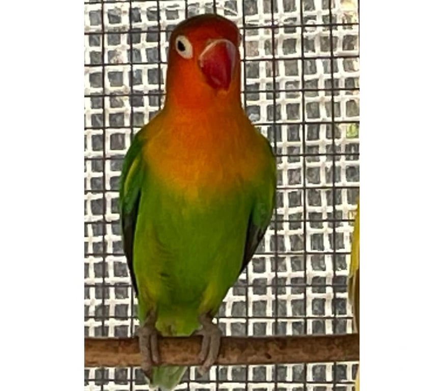 Vente Loire-Atlantique Corcoue sur Logne - 44650 - Photos Vivastreet Inséparables à adopter