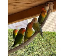 Photos Vivastreet Inséparables à adopter