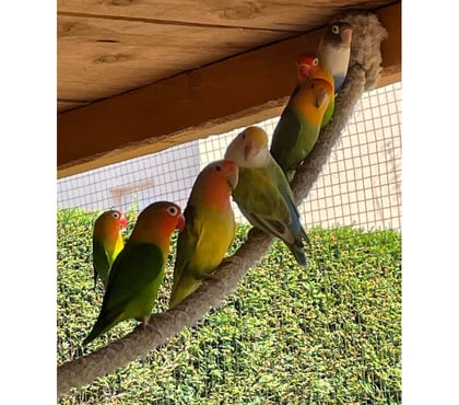 Vente animaux Corcoue sur Logne Loire-Atlantique - Photos Vivastreet Inséparables à adopter