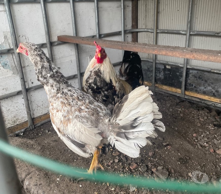 Vente Pas-de-Calais Avion - 62210 - Photos Vivastreet COQS ET POULES ESPAGNOLS