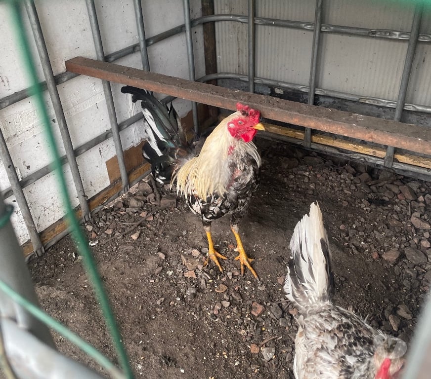 Vente Pas-de-Calais Avion - 62210 - Photos Vivastreet COQS ET POULES ESPAGNOLS