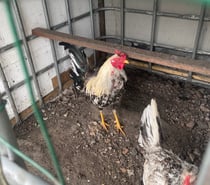 COQS ET POULES ESPAGNOLS