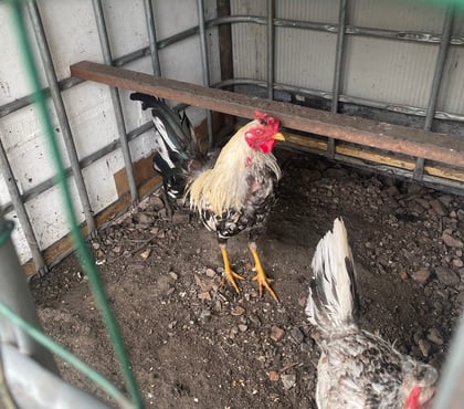 Vente animaux Avion Pas-de-Calais - Photos Vivastreet COQS ET POULES ESPAGNOLS