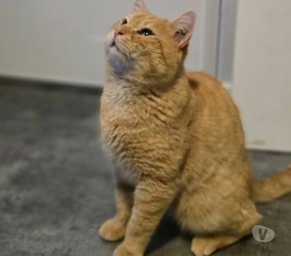 Adoption animaux Romans sur Isere Drôme - Photos Vivastreet 📣✨ À l’adoption : Babou