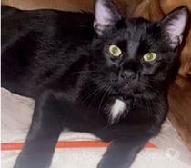 Photos Vivastreet 🐱 GOJO – Recherche FA FA Pré-Adoptante 🐱