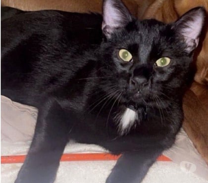 Adoption animaux Romans sur Isere Drôme - Photos Vivastreet 🐱 GOJO – Recherche FA FA Pré-Adoptante 🐱