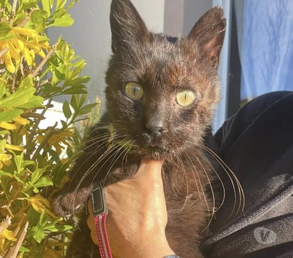 Don animaux Romans sur Isere Drôme - Photos Vivastreet OSCAR – Recherche adoptants pour ce gentil papi