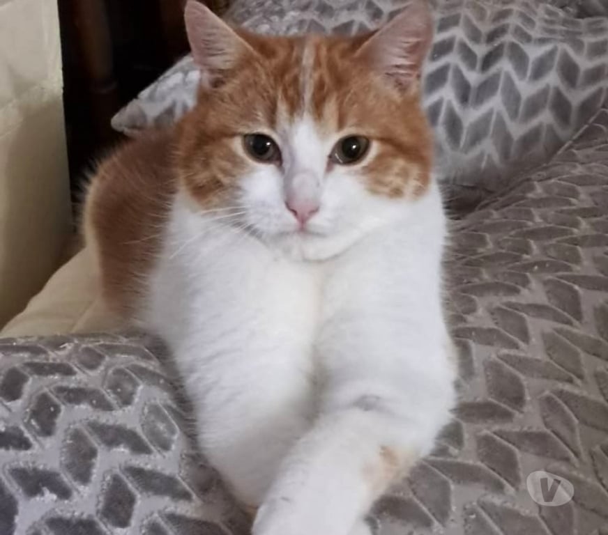 Don animaux Drôme Charmes sur l'Herbasse - 26260 - Photos Vivastreet 🐾🤍 À L’ADOPTION — NOUGAT 🤍🐾