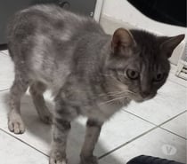 Photos Vivastreet 🐱💖 XENA – UNE MINETTE EN QUÊTE D’AMOUR 💖🐱