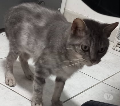 Adoption animaux Beaumont les Valence Drôme - Photos Vivastreet 🐱💖 XENA – UNE MINETTE EN QUÊTE D’AMOUR 💖🐱