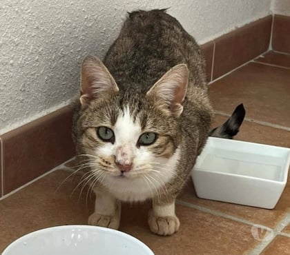 Don animaux St Uze Drôme - Photos Vivastreet 💖🐾 À L’ADOPTION – ROMÉO