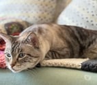 Chat BOUBA à l adoption