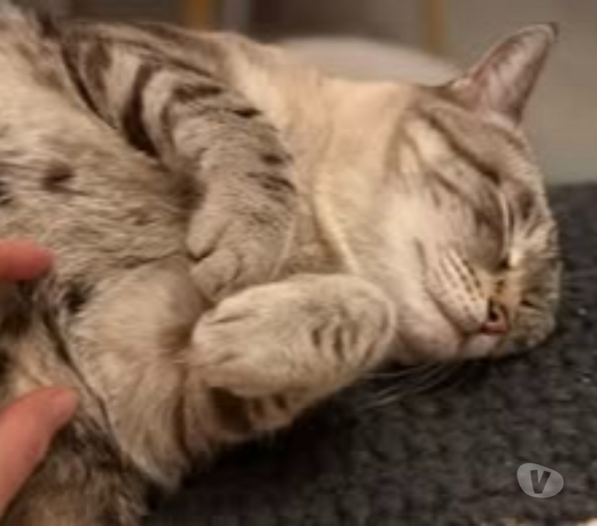 Don animaux Drôme St Restitut - 26130 - Photos Vivastreet Chat BOUBA à l adoption