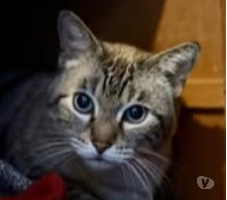 Don animaux Drôme St Restitut - 26130 - Photos Vivastreet Chat BOUBA à l adoption