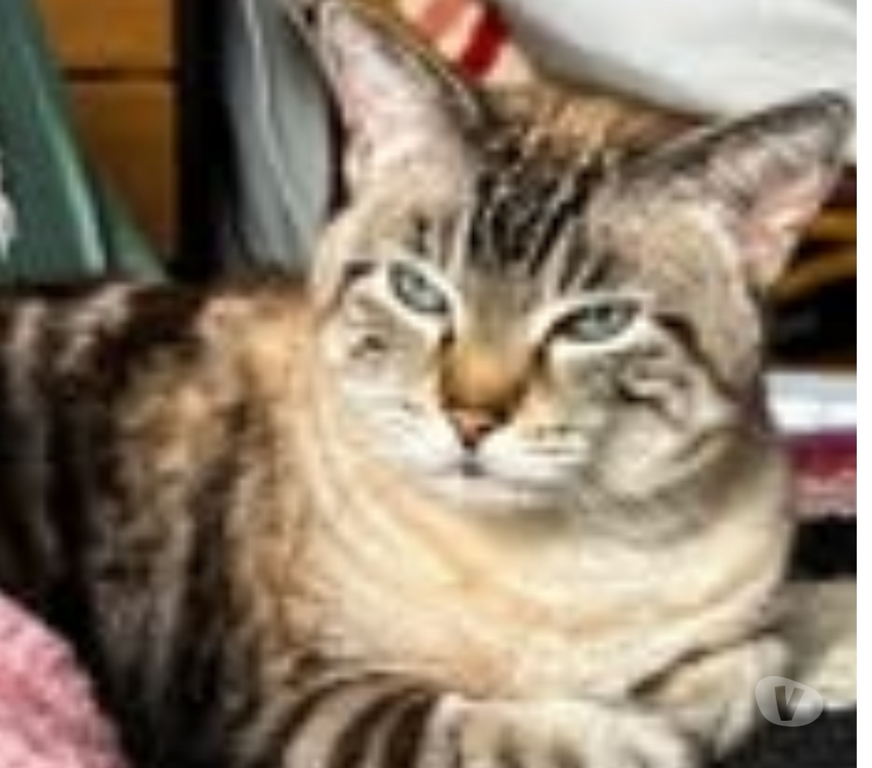 Don animaux Drôme St Restitut - 26130 - Photos Vivastreet Chat BOUBA à l adoption