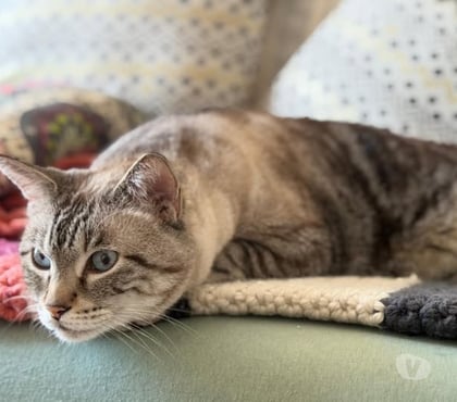 Adoption animaux St Restitut Drôme - Photos Vivastreet Chat BOUBA à l adoption