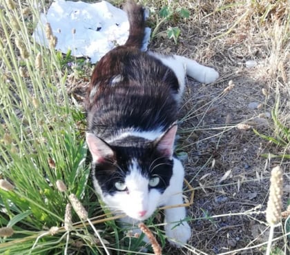 Don La Coucourde La Coucourde - Photos Vivastreet 💛VIVA - Recherche FA FA pré-adoptante adoptants