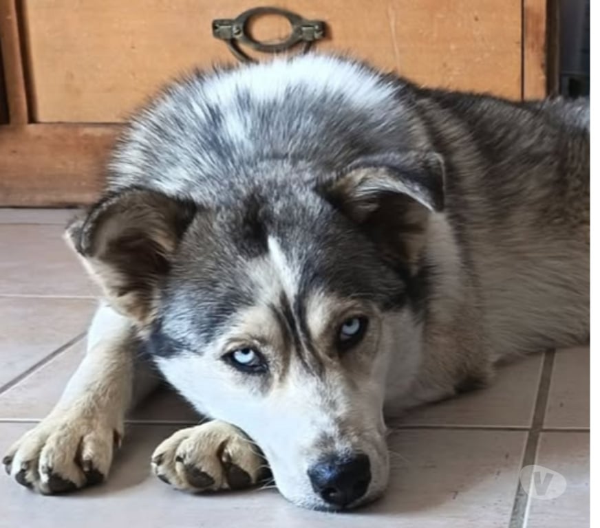 Don animaux Drôme Pierrelatte - 26700 - Photos Vivastreet Chien NAYA à l adoption