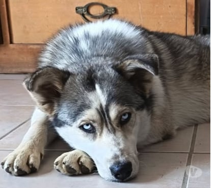 Don animaux Pierrelatte Drôme - Photos Vivastreet Chien NAYA à l adoption