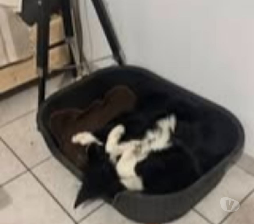 Don animaux Ardèche Lalevade d'Ardeche - 07380 - Photos Vivastreet Chien AYKO à l adoption