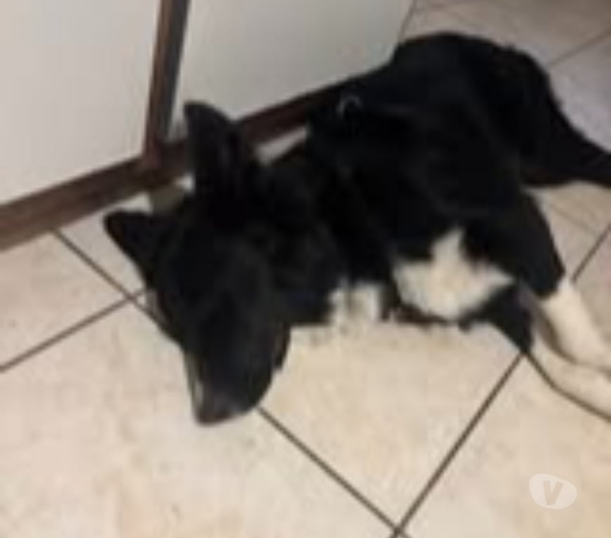 Don animaux Ardèche Lalevade d'Ardeche - 07380 - Photos Vivastreet Chien AYKO à l adoption