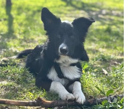 Don animaux Lalevade d'Ardeche Ardèche - Photos Vivastreet Chien AYKO à l adoption