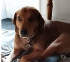 Chien BANDIT à l adoption