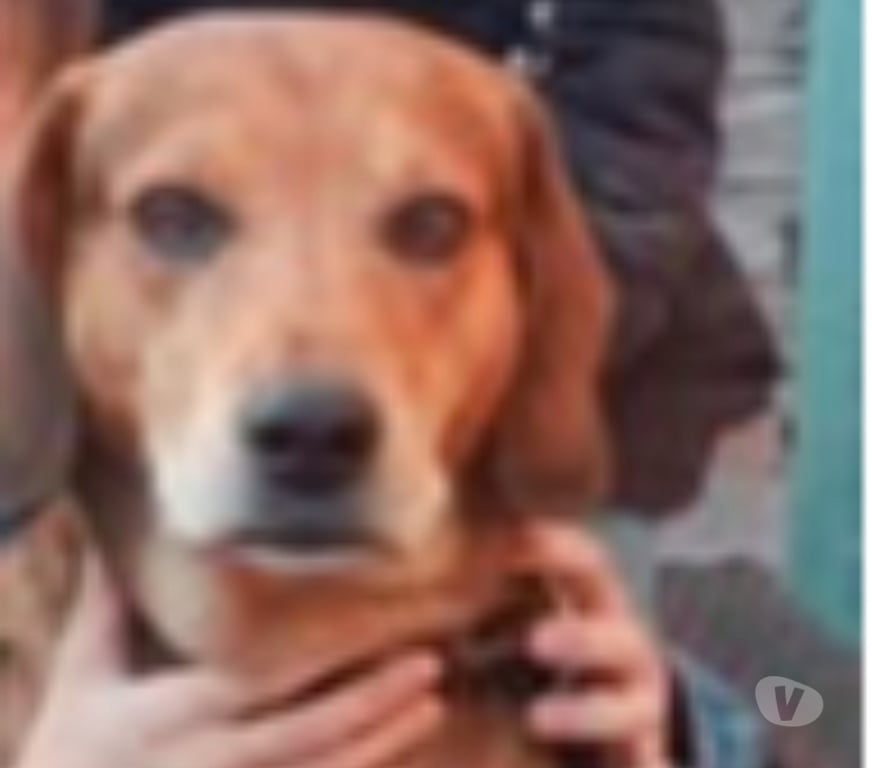 Don animaux Ardèche Eclassan - 07370 - Photos Vivastreet Chien BANDIT à l adoption