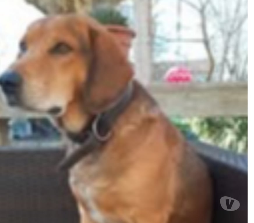 Don animaux Ardèche Eclassan - 07370 - Photos Vivastreet Chien BANDIT à l adoption