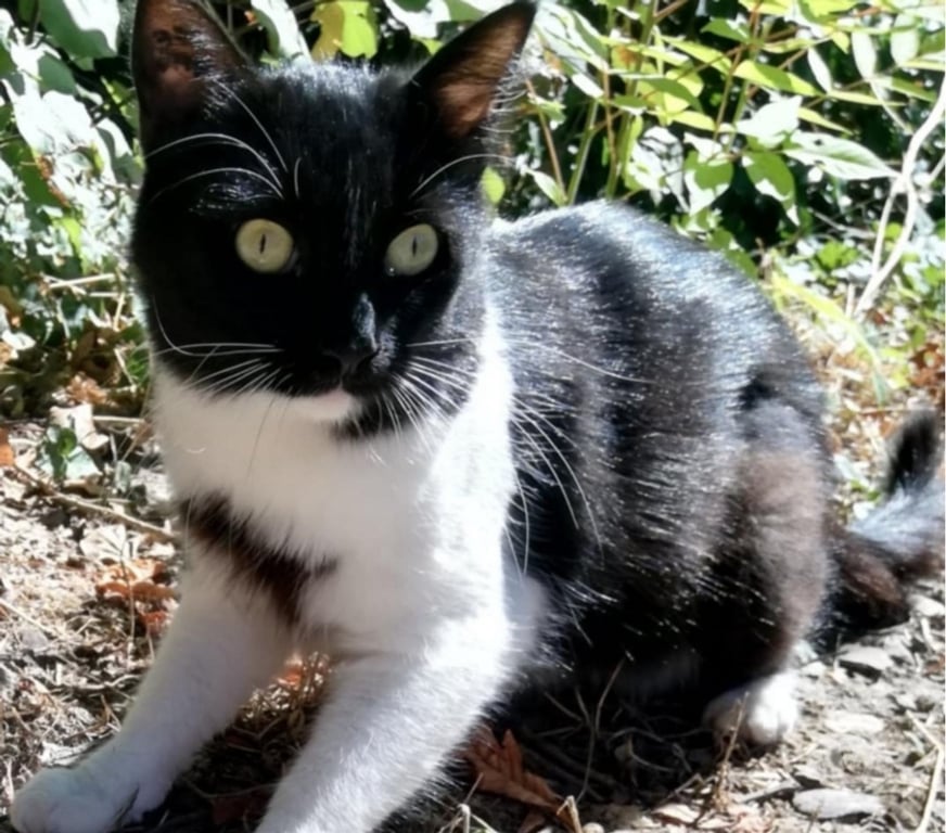 Don animaux Drôme La Coucourde - Photos Vivastreet VANILLE – Recherche FA