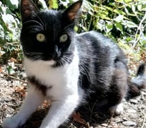 Photos Vivastreet VANILLE – Recherche FA