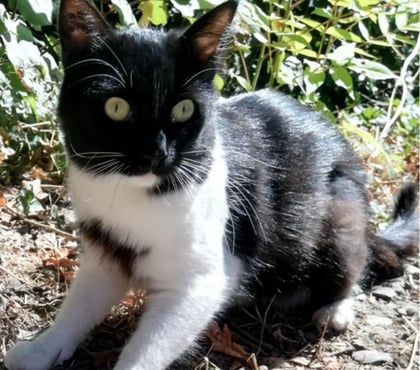 Don animaux La Coucourde La Coucourde - Photos Vivastreet VANILLE – Recherche FA