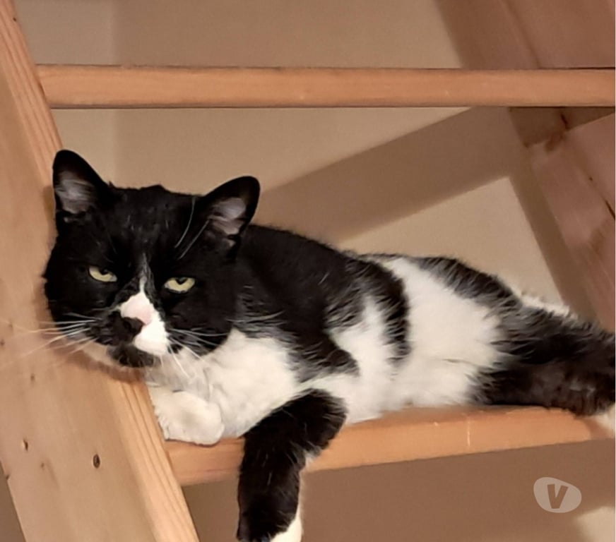 Don animaux Drôme Romans sur Isere - 26100 - Photos Vivastreet 🐾 SPOT CHERCHE SA FAMILLE POUR LA VIE 🐾