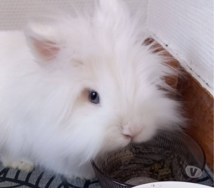 Don animaux Ardèche St Peray - 07130 - Photos Vivastreet 🐰 YOUKI – Une petite pile sur pattes 🤭⚡