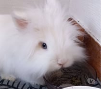 Photos Vivastreet 🐰 YOUKI – Une petite pile sur pattes 🤭⚡