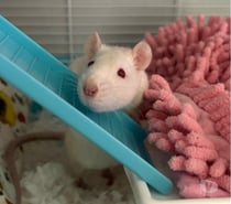 Photos Vivastreet 🐭❄️ Ice cherche sa famille pour la vie ❄️🐭