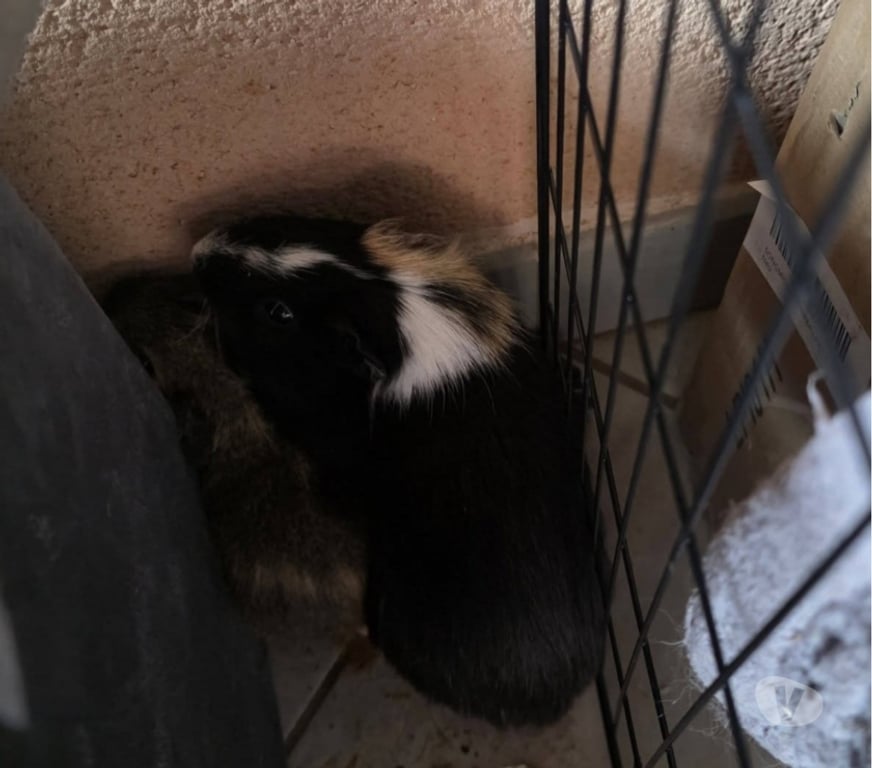 Don animaux Ardèche Privas - 07000 - Photos Vivastreet Karadoc et Arthur cherchent leur famille