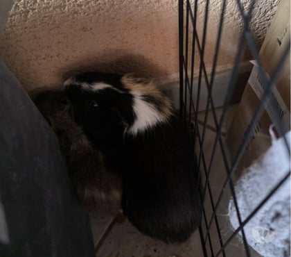 Adoption animaux Privas Ardèche - Photos Vivastreet Karadoc et Arthur cherchent leur famille