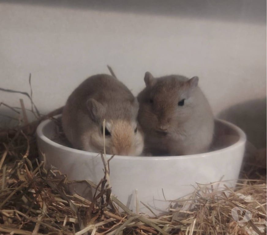 Don animaux Drôme Montvendre - 26120 - Photos Vivastreet 🐹✨ BEN & NUTS – DEUX ADORABLES GERBILLES
