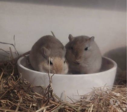Adoption animaux Montvendre Drôme - Photos Vivastreet 🐹✨ BEN & NUTS – DEUX ADORABLES GERBILLES