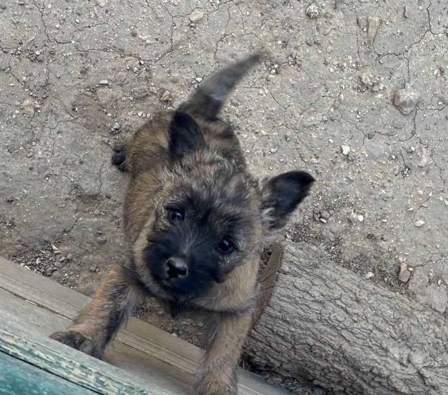 Vente Gard Nimes - Photos Vivastreet Chiots Cairn Terrier