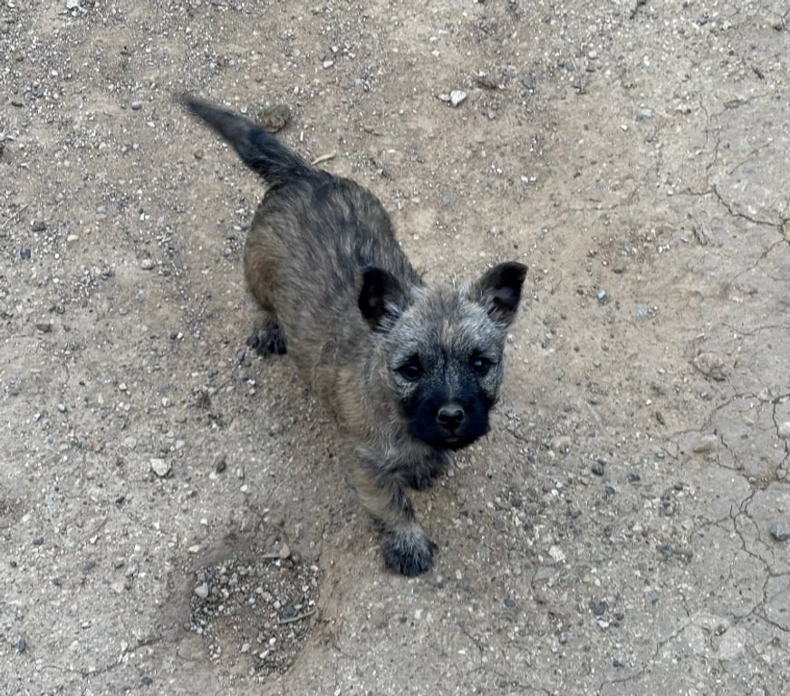Vente Gard Nimes - Photos Vivastreet Chiots Cairn Terrier