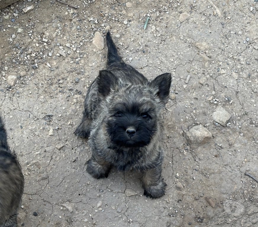 Vente Gard Nimes - Photos Vivastreet Chiots Cairn Terrier