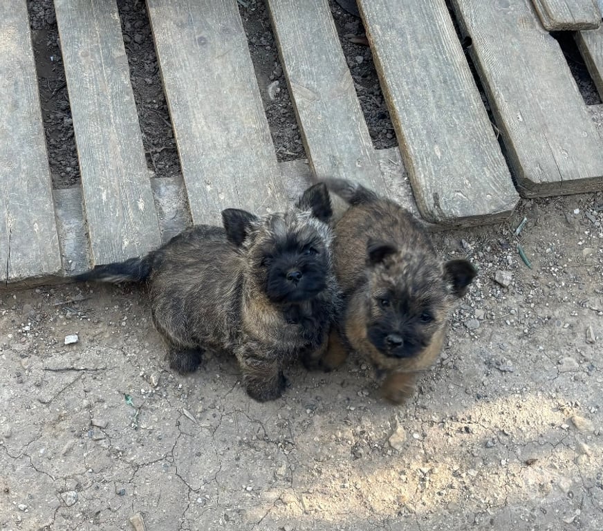 Vente Gard Nimes - Photos Vivastreet Chiots Cairn Terrier