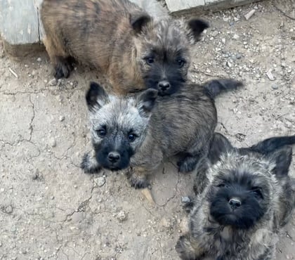 Vente animaux Nimes Nimes - Photos Vivastreet Chiots Cairn Terrier