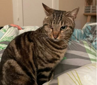 Chat NAMI à l adoption