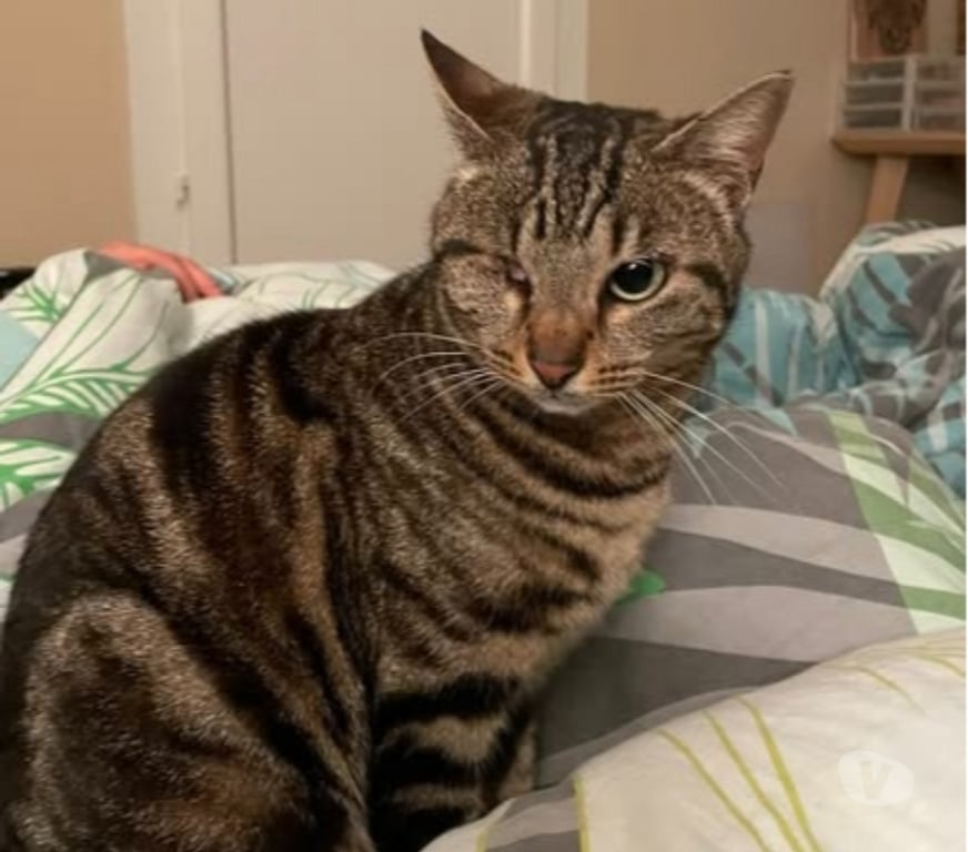 Don animaux Drôme Suze la Rousse - 26790 - Photos Vivastreet Chat NAMI à l adoption