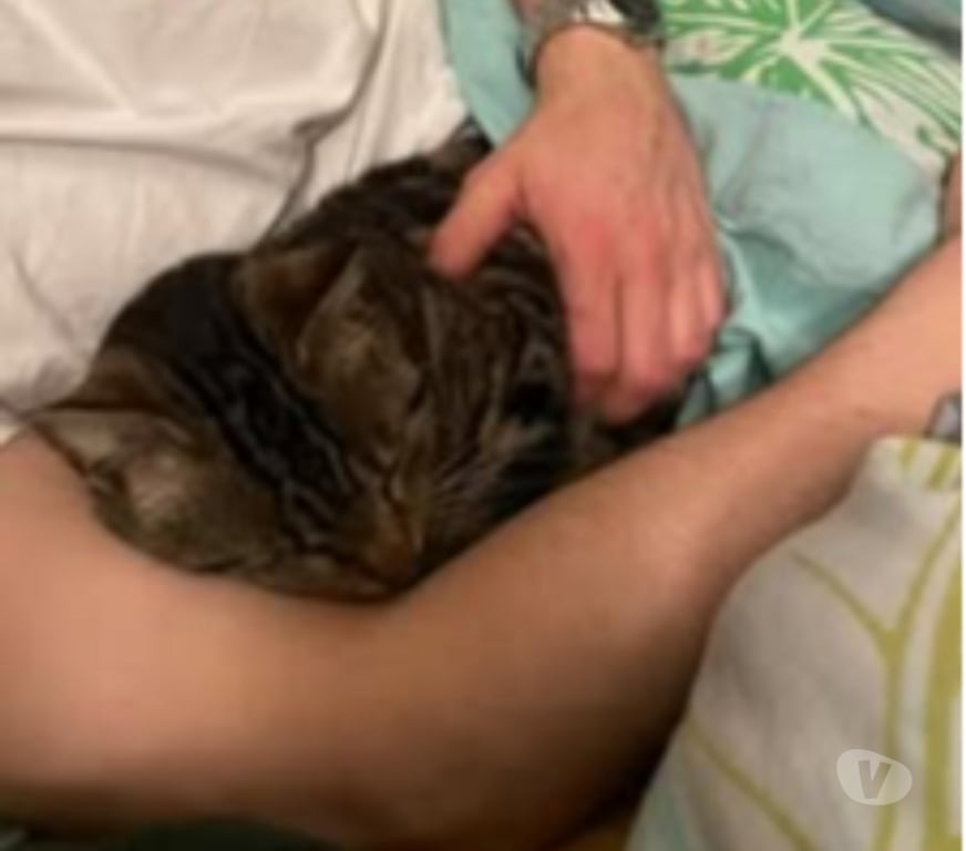 Don animaux Drôme Suze la Rousse - 26790 - Photos Vivastreet Chat NAMI à l adoption