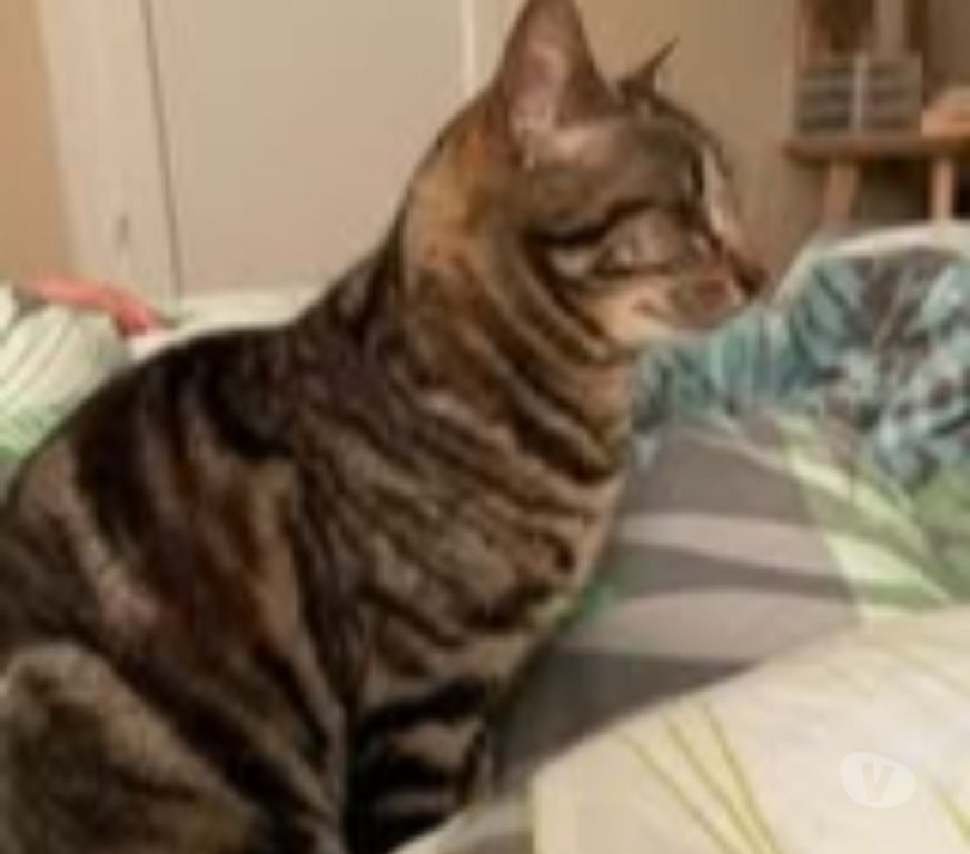 Don animaux Drôme Suze la Rousse - 26790 - Photos Vivastreet Chat NAMI à l adoption